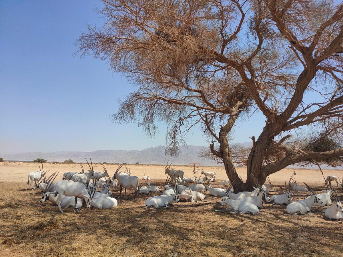 Desert Path Be'er Ora ภายนอก รูปภาพ